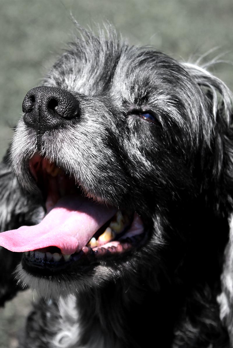 Dog Training Photography